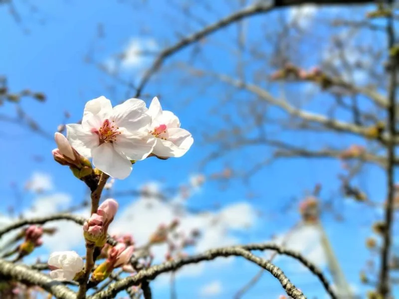 基山の桜の見どころは？お花見スポット一覧 | 基山アレコレ