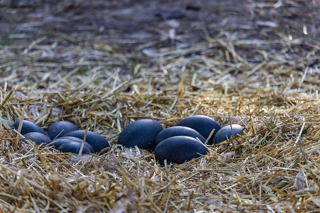 ダチョウのように大きいエミューの卵